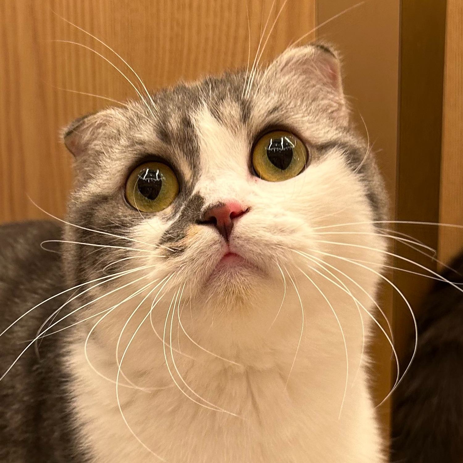 こぶし